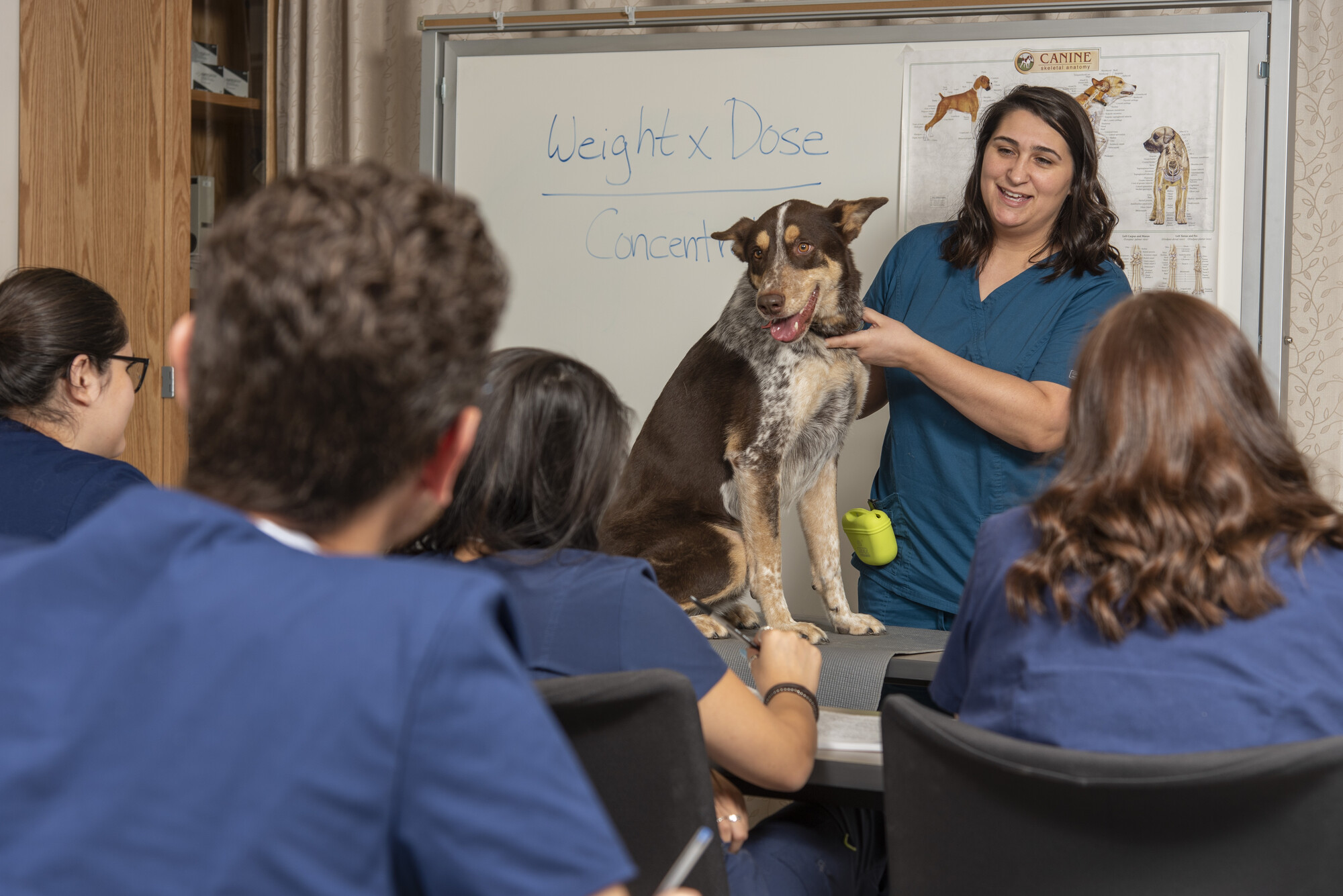 Veterinary Technology at Collin College