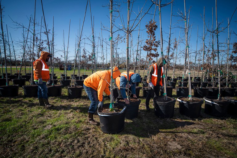 Chambersville Tree Farms in Celina closed its doors at the end of 2022 and donated more than 600 trees and plants to Collin College.